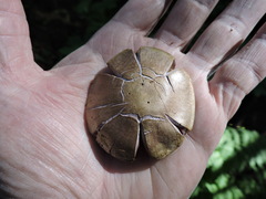 Thaxterogaster purpurascens