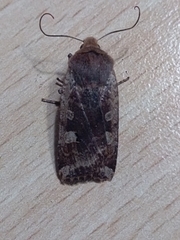 Conistra erythrocephala