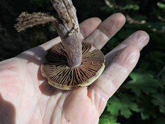 Thaxterogaster purpurascens