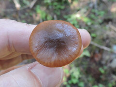 Gomphidius maculatus