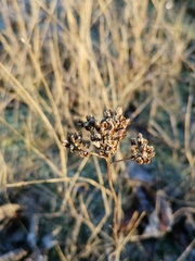 Achillea millefolium