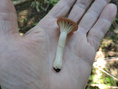 Gomphidius maculatus