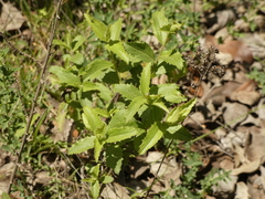 Baccharis racemosa