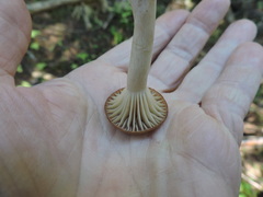 Gomphidius maculatus