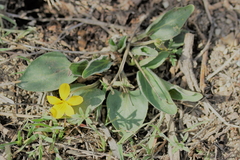 Viola vallicola