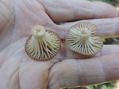 Gomphidius maculatus