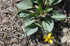 Viola vallicola