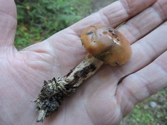 Gomphidius maculatus