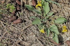Viola vallicola