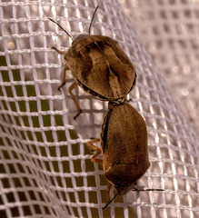 Homaemus aeneifrons
