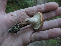 Gomphidius maculatus