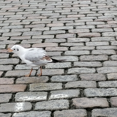 Chroicocephalus ridibundus