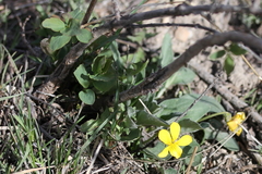 Viola vallicola