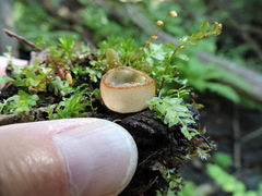 Humaria hemisphaerica