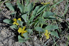 Viola vallicola