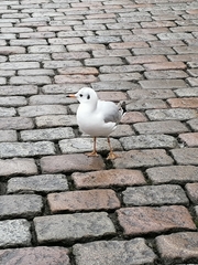 Chroicocephalus ridibundus