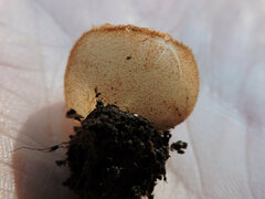 Humaria hemisphaerica