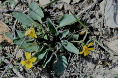Viola vallicola