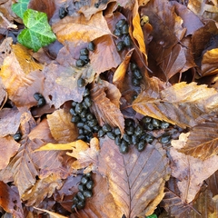 Capreolus capreolus