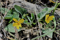 Viola vallicola
