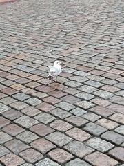 Chroicocephalus ridibundus