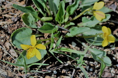 Viola vallicola