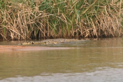 Crocodylus niloticus