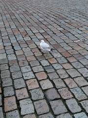 Chroicocephalus ridibundus