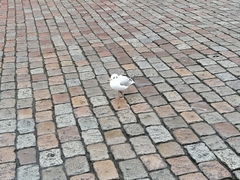 Chroicocephalus ridibundus