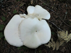 Leucopaxillus albissimus