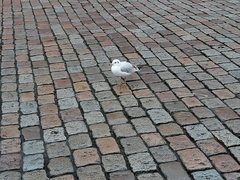 Chroicocephalus ridibundus