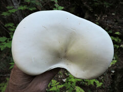 Leucopaxillus albissimus