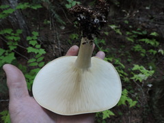 Leucopaxillus albissimus