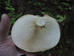 Leucopaxillus albissimus
