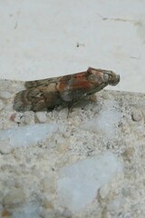 Acrobasis suavella