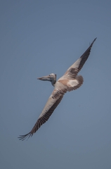 Pelecanus philippensis