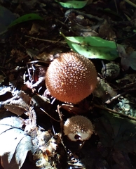 Lycoperdon echinatum