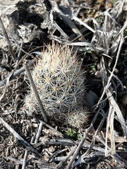 Escobaria emskoetteriana