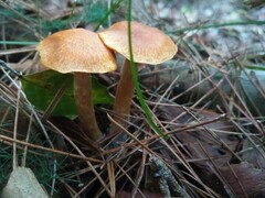 Gymnopilus penetrans