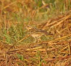 Anthus trivialis