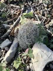 Escobaria emskoetteriana