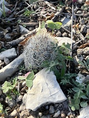 Escobaria emskoetteriana