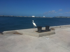 Ardea herodias occidentalis