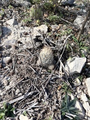 Escobaria emskoetteriana