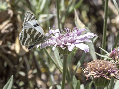 Euchloe eversi