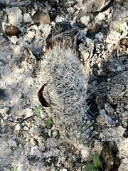 Escobaria emskoetteriana