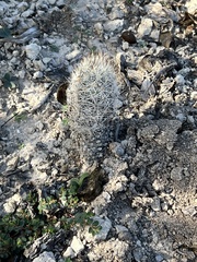 Escobaria emskoetteriana