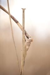 Lasioptera arundinis