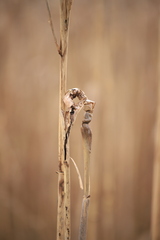 Lasioptera arundinis