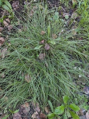 Carex divulsa